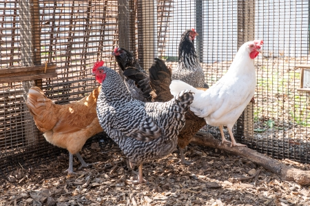 Picture of The Flock